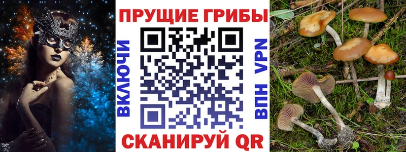 кракен   Дудинка  Псилоцибиновые грибы MAGIC MUSHROOMS 
